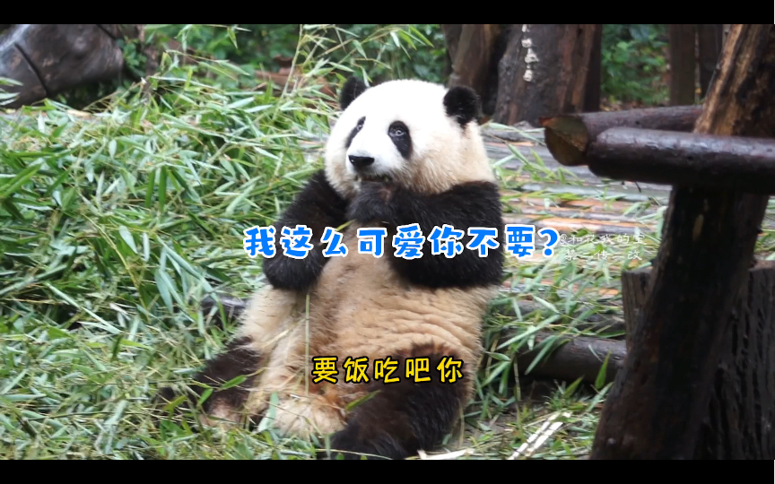 【大熊猫和花】我这么可爱你不要吗？
