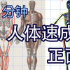「画人体」01正面人体|速成干货|头身比例|关节骨骼肌肉|男女人体差异区别
