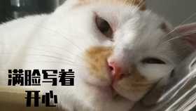 猫喜欢玩水什么原因 ece01e637cef979180a42da1296ebdebdec31c48.jpg@280w_158h_1c_100q.jpg