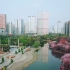 疫情过后的柳州紫荆花2020