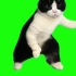 猫meme绿幕素材分享| 篮球猫等