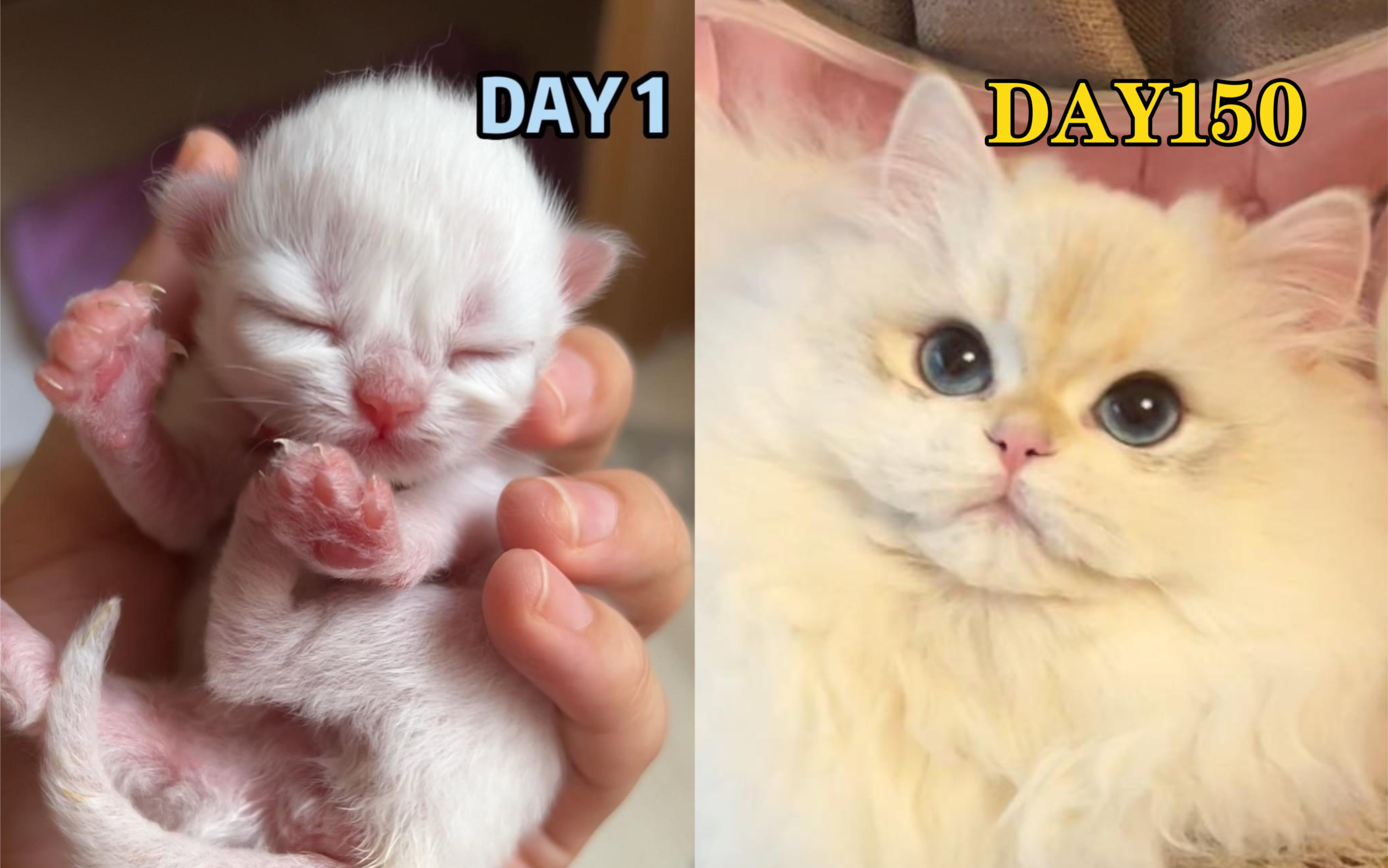 0-150天，记录小猫咪从出生到去新家成长变化