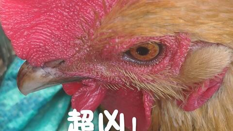 ed1a87b73973dece160799ae057908a5567d347a.jpg@480w_270h_1c