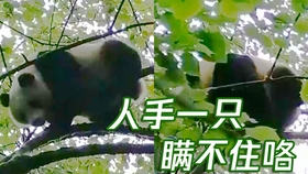 ed1c521dd6e4ed9ef46d4f2843b7502fe1c281df.jpg@280w_158h_1c_100q.jpg
