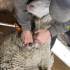 今天又剃了300只小羊，有只小羊不太配合，看看牧场大叔怎么搞定的！