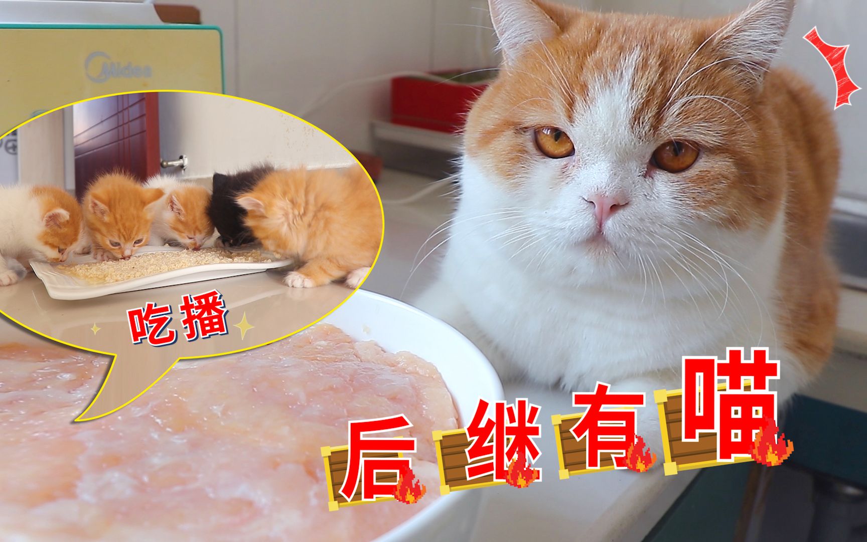 【幼猫】幼猫小猫的科学喂奶|科普|Kitten Lady|中文字幕_哔哩哔哩_bilibili