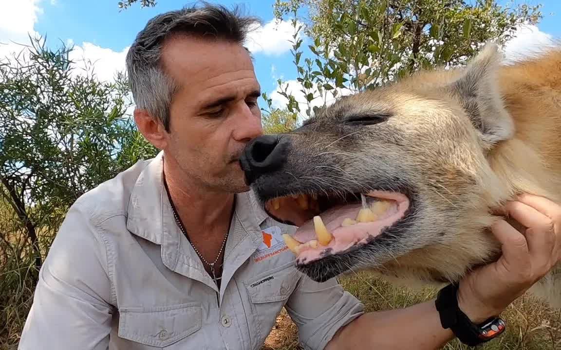鬣狗们有多喜欢触摸？