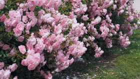 多肉种植教学视频直播 ed3e6890d2812e6ca3cf44760e106372e53f5377.jpg@280w_158h_1c_100q.jpg