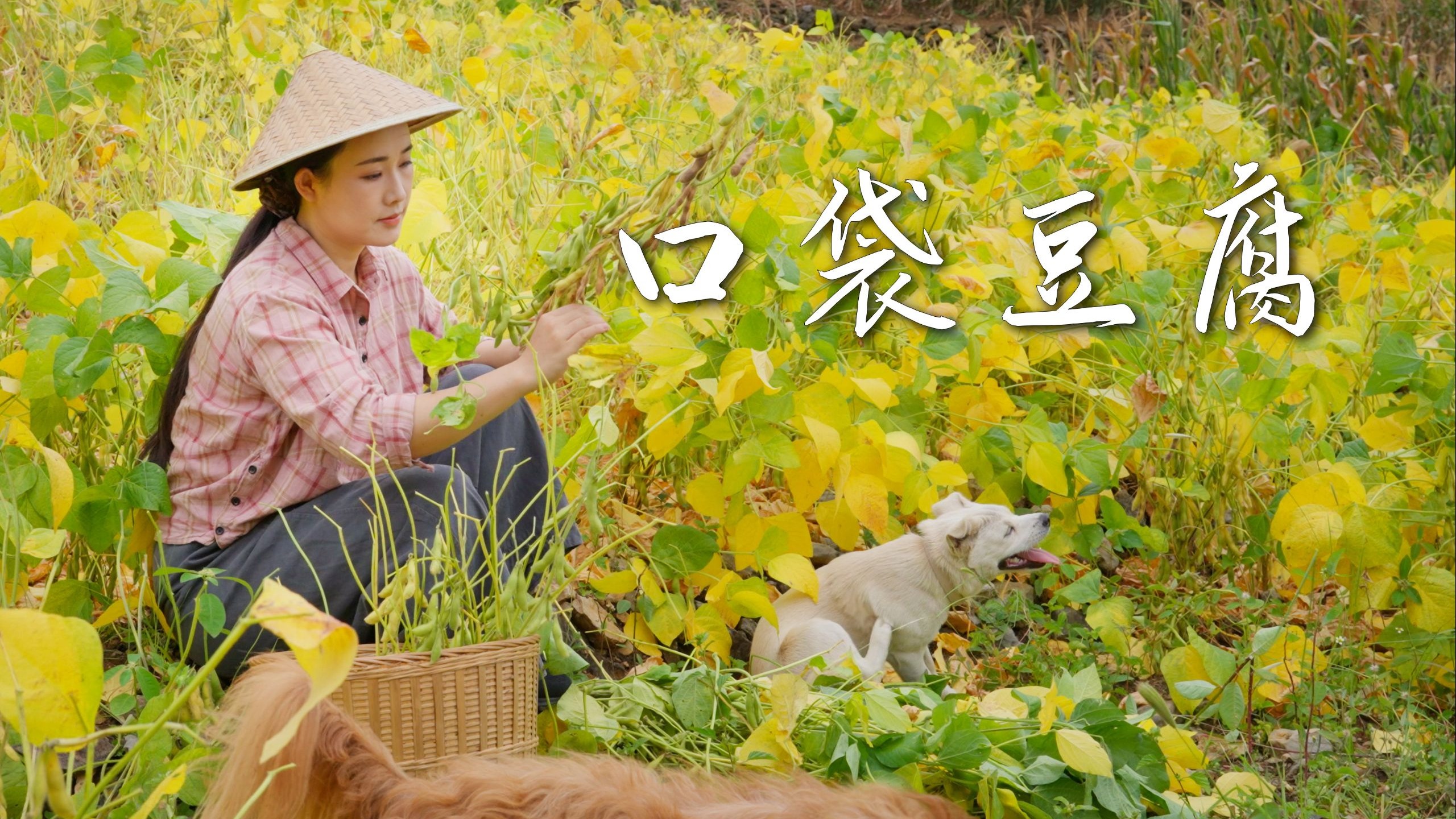 口袋豆腐——外韧如素裳，内融如琼浆，保山人的“豆腐爆珠”～ 【滇西小哥】