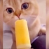 猫咪第一次吃冰棒，这表情太不可思议了