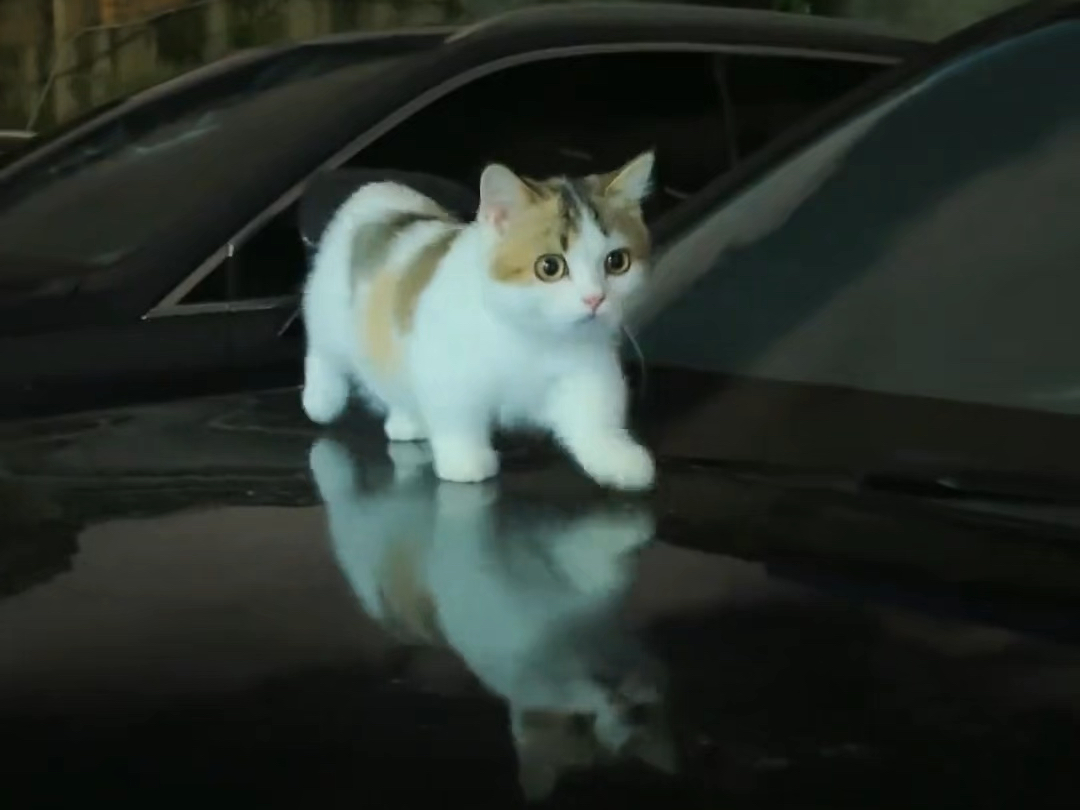 小猫：人，再不走我的手手要被吹走了
