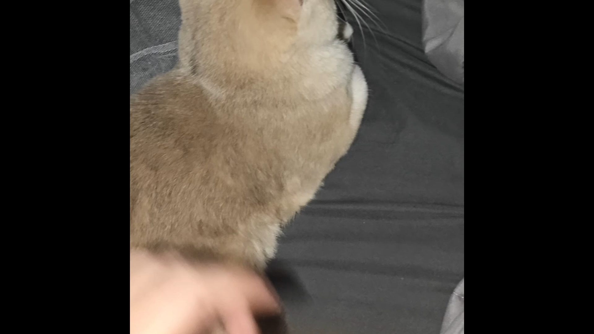 半夜在青旅被猫爬上床的概率并不为0
