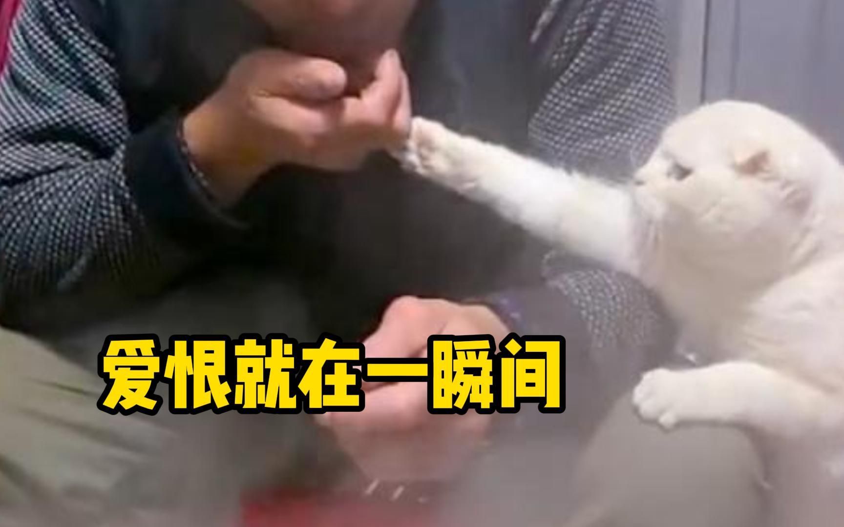 猫猫：爱恨就在一瞬间！