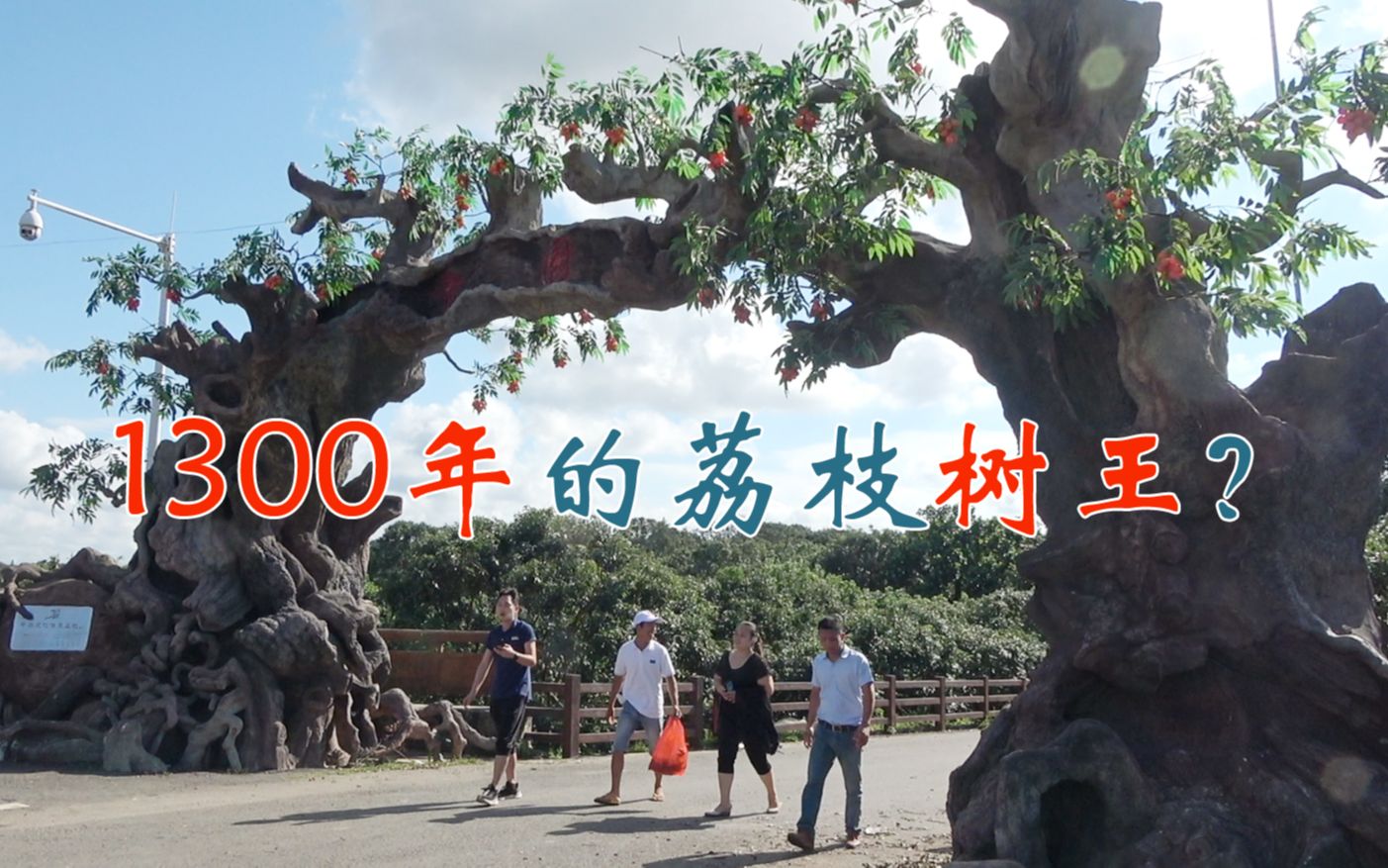 热门评论：值130万的天价荔枝树王，树龄800年，小池受邀吃1300年的荔枝果实[一阶段]的第1张示图