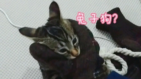 ed9983ba7791cc90e39cbe3ab5ff8ac468d2dd6b.jpg@280w_158h_1c_100q.jpg