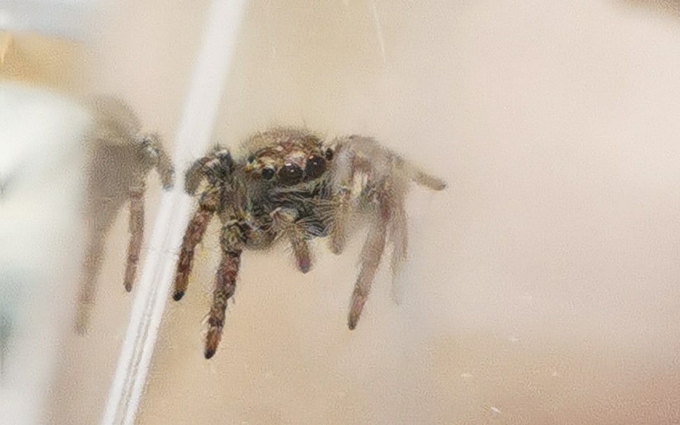 跳蛛吃什么 B站