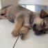 小奶狗贪凉怕热，肚皮贴着地板睡，怎么劝都不管用！