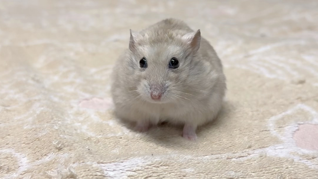 感谢大家对土豆黄豆的喜欢 以后小土豆就不会那么频繁出现在镜头面前啦！