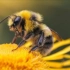 [ALONE]纪录片-一只蜜蜂的奇幻冒险