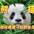 【大熊猫】吃肉的身子怎么就开始吃竹子了呢?顶流的生存哲学