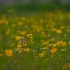 空镜头视频 植物野花野菊花花朵黄花草地 素材分享