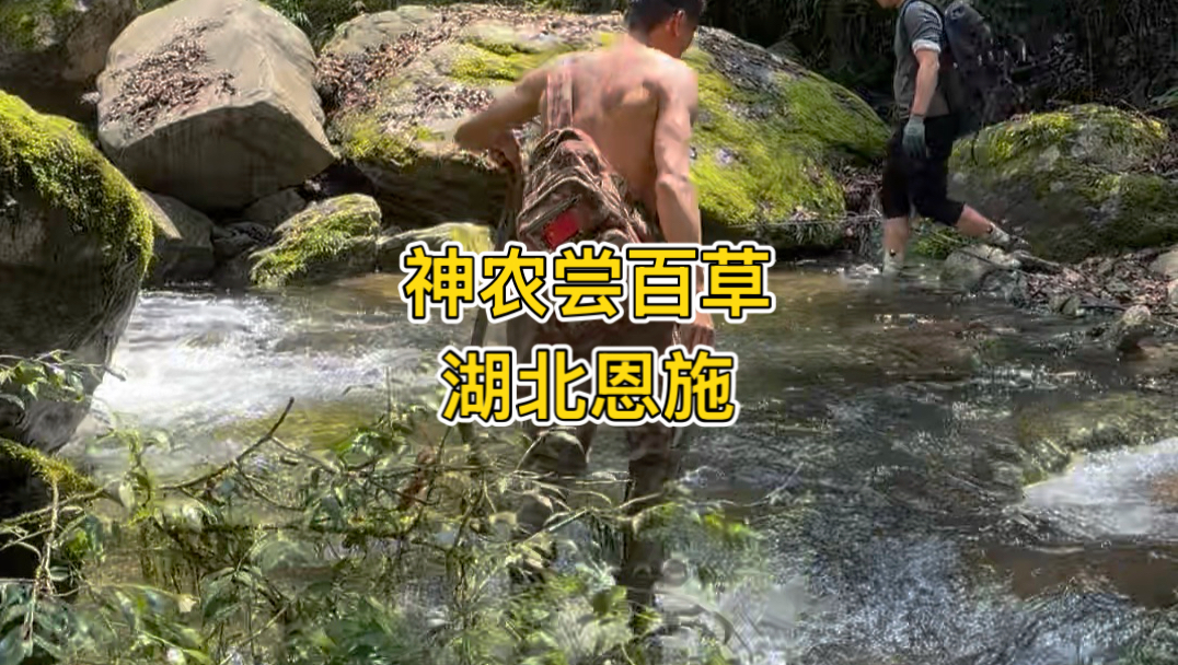 华中药库果然名不虚传