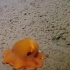 喂！你们这些科学家矜持一点好不好？！最近迷上了小章鱼 Adorable Dumbo Octopuses - Nautil