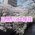 今年的日本樱花季【SAKURA&YURI】