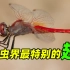 【蜻蜓】为什么蜻蜓的翅膀是昆虫界独一无二的?胜率95%的秘密!