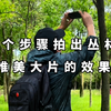 教你拍视频！6个步骤拍出丛林精彩唯美大片效果