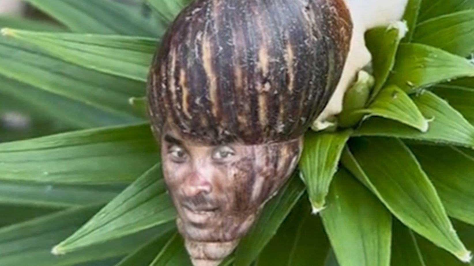 牢一辈捡蜗牛吃