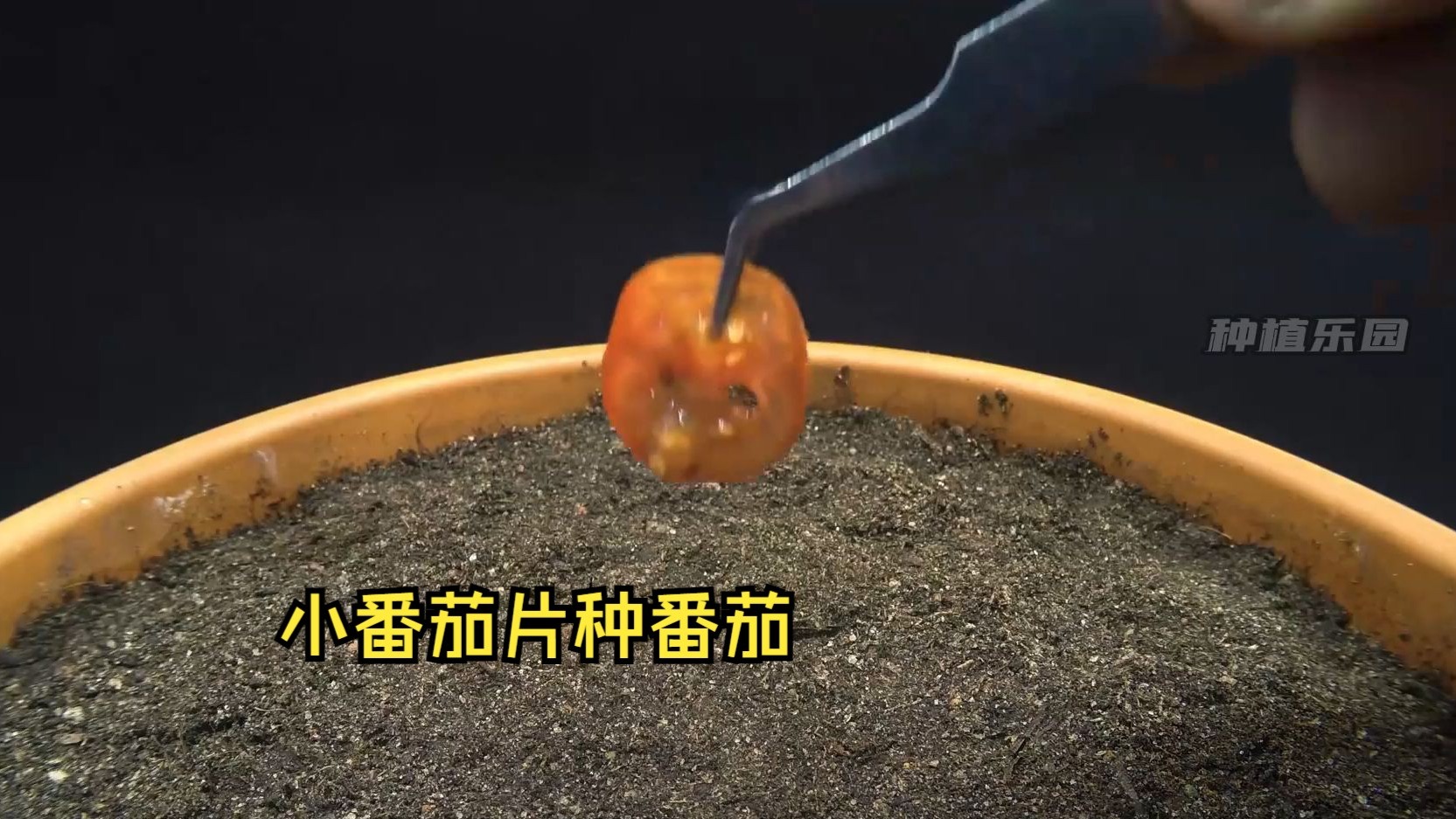 直接把小番茄切片埋入土中会发生什么？小番茄居然还能这样种！？