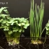 用延时摄影记录绿豆、萝卜、芥菜等四种不同的种子生长过程