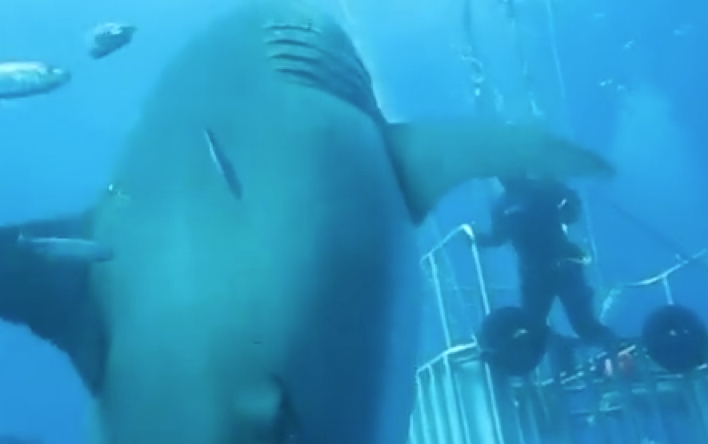 大白鲨深蓝的巨大体型