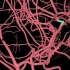 脑血管3D      可用于初学者学习用
