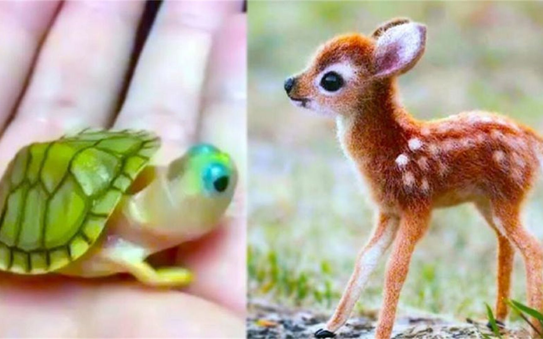 10种世界上最可爱的小动物，看完人都被治愈了！