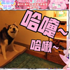 日本妖精看 《这不是打喷嚏 这是打桩机吧 笑岔气了》【咲花Naru
