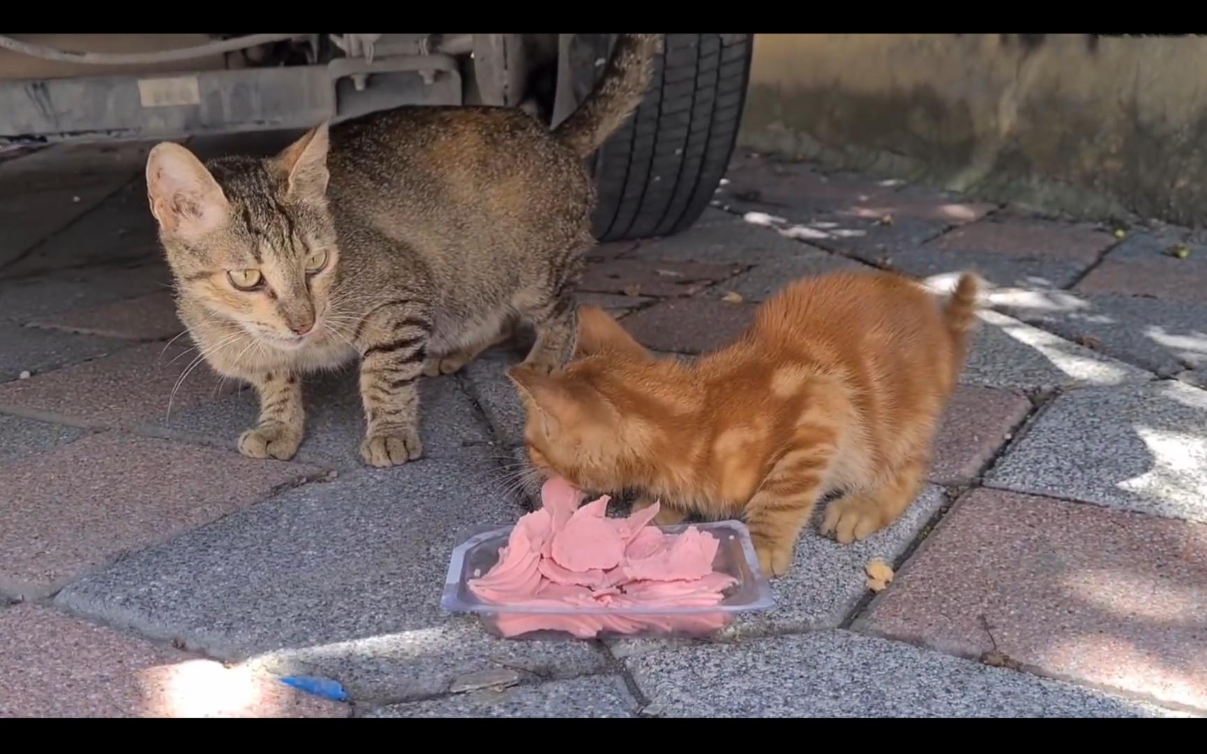 饥饿的猫妈妈殴打小猫，甚至不与自己的小猫分享食物