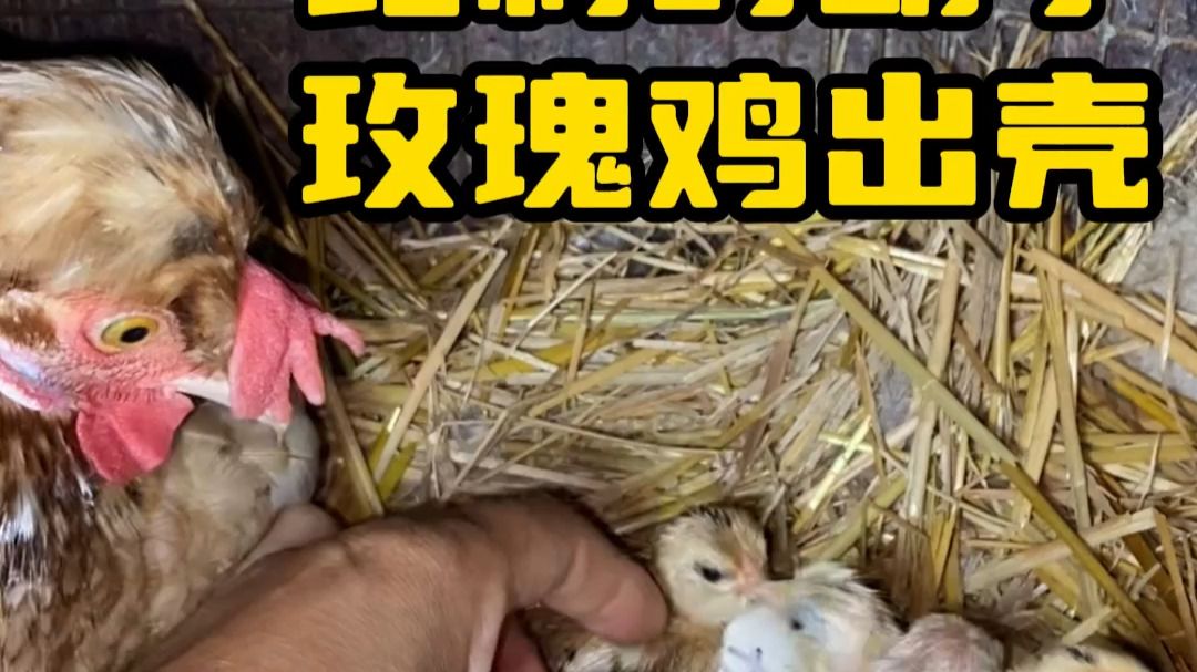 比利时胡子玫瑰鸡出壳