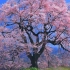 4K映像 追悼3.11 あの日から10年 朝映満開「わに塚の桜」