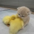 【像猫咪一样生活】小鸭子想和小猫睡觉