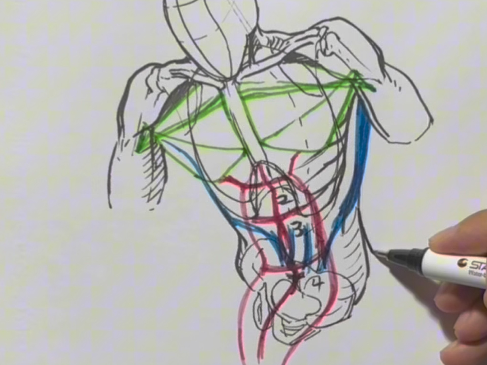 让你秒懂的人体胸廓结构指南来啦？