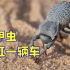 头硬的铁甲虫最可恨，做标本时要用电钻才能钉穿它