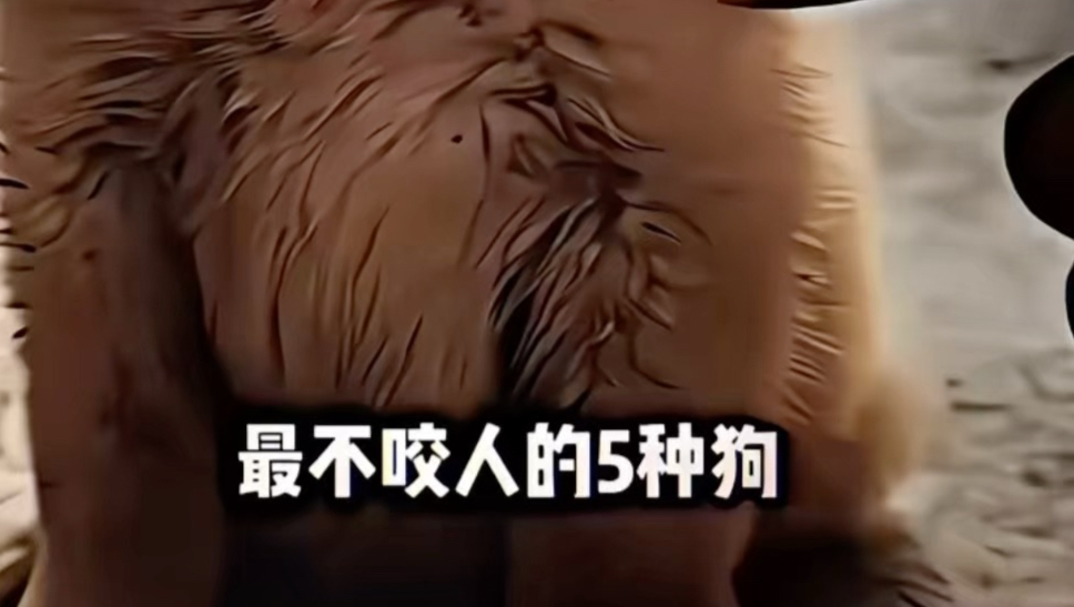 大漂亮是第五只狗