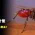 【冷知识】把蚊子拍死，针管会留在体内吗？