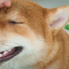 摸摸小狗脑袋