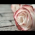 《玫瑰》| 禁烟广告