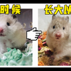“妈，我挖煤回来了！”有的小熊怎么长着长着就长成这样了