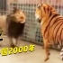 狮子传入中国2000年，竟然有分布！必须跟着老虎混饭吃！
