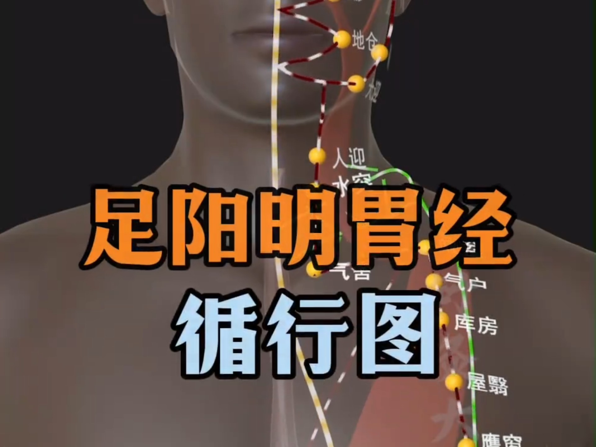 【十二经脉之足阳明胃经循行路径图】